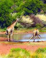 Pilanesberg National Park, North West Province